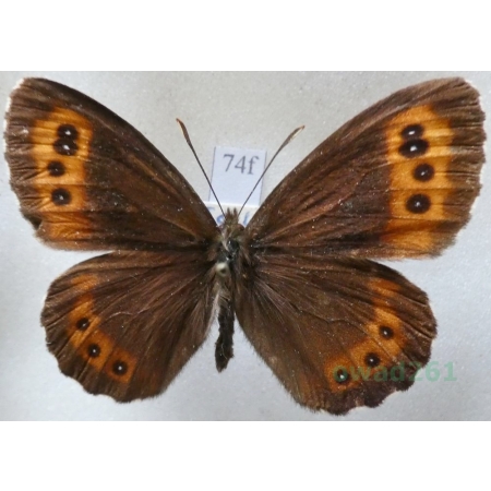 Erebia ligea (Linnaeus, 1758) male Górówka boruta Czech74f